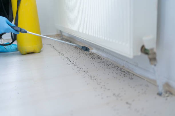 Best Cockroach Control Services  in Westwood Shores, TX
